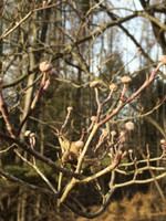 Native Tree Cornus florida Dogwood - Flowering, #3/2