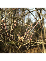 Cornus florida Dogwood - Flowering, #3
