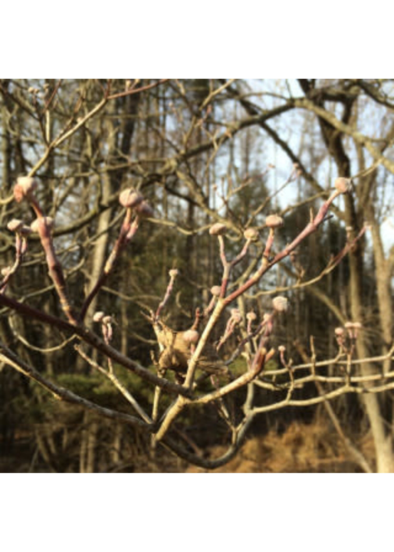 Cornus florida Dogwood - Flowering, #3