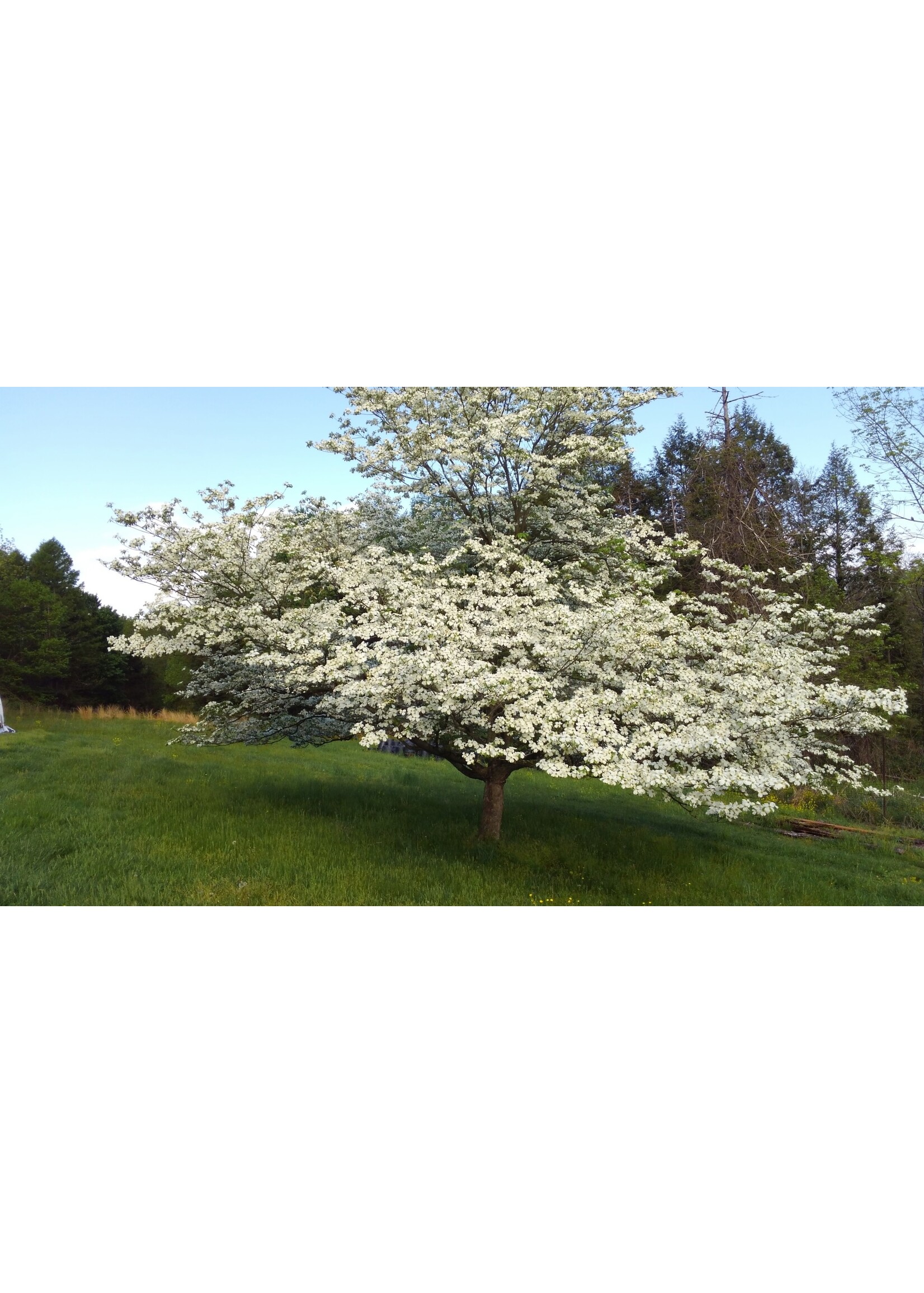 Spring Bloom Cornus florida Dogwood - Flowering, #3/2