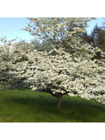Spring Bloom Cornus florida Dogwood - Flowering, #7