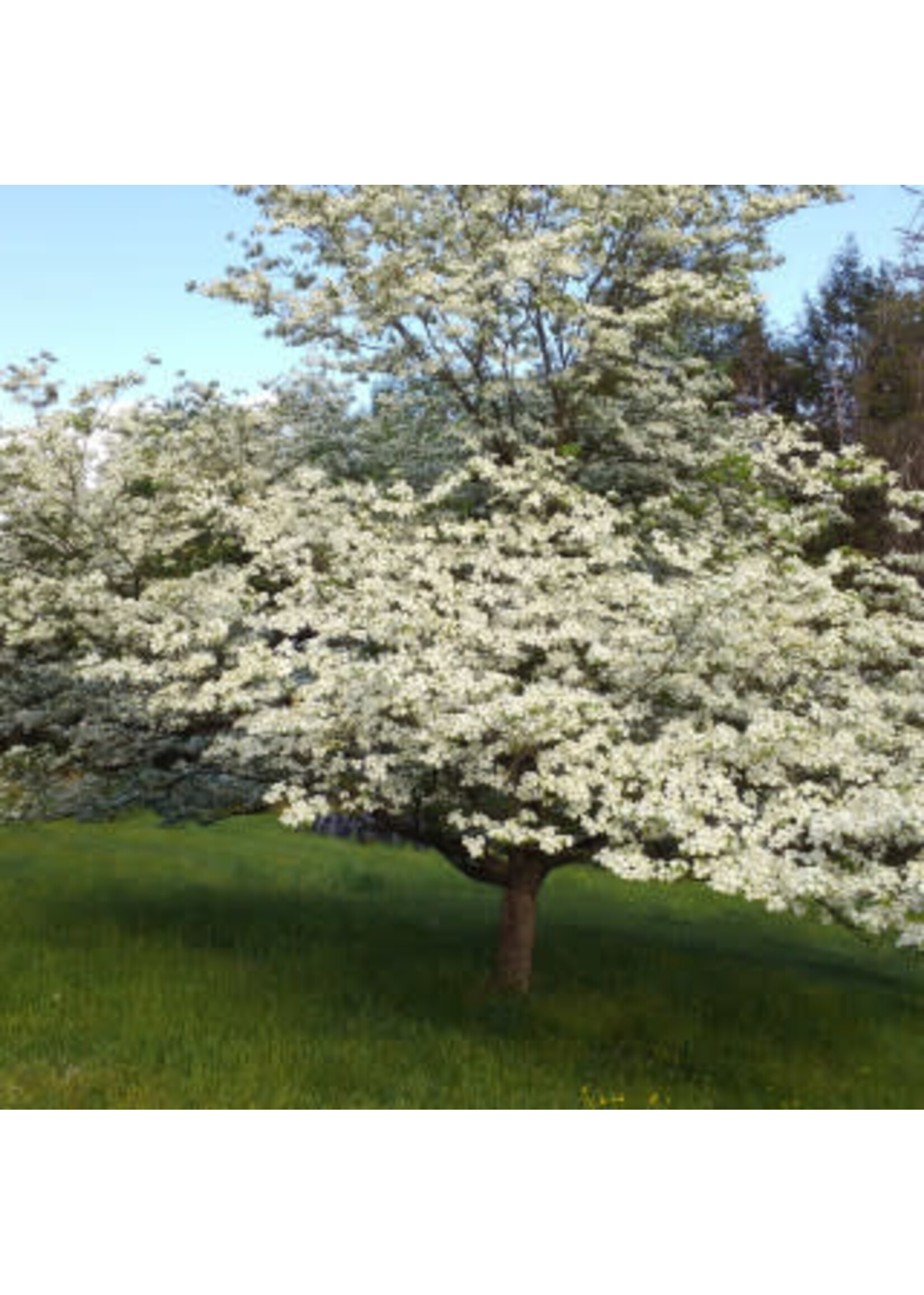 Spring Bloom Cornus florida Dogwood - Flowering, #7