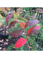 Nyssa sylvatica Black Gum, #7