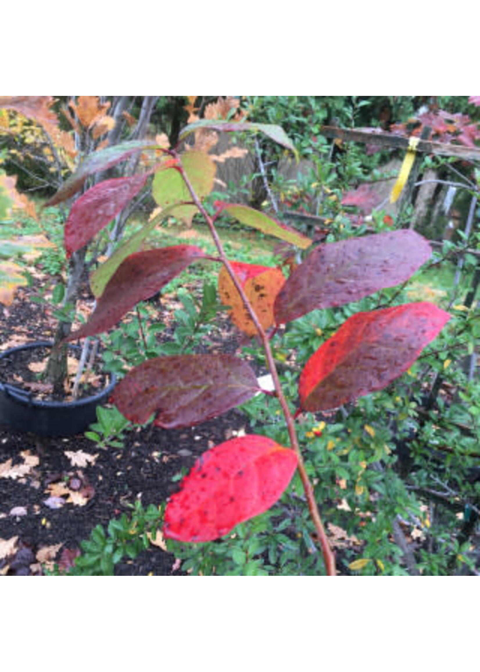 Nyssa sylvatica Black Gum, #7