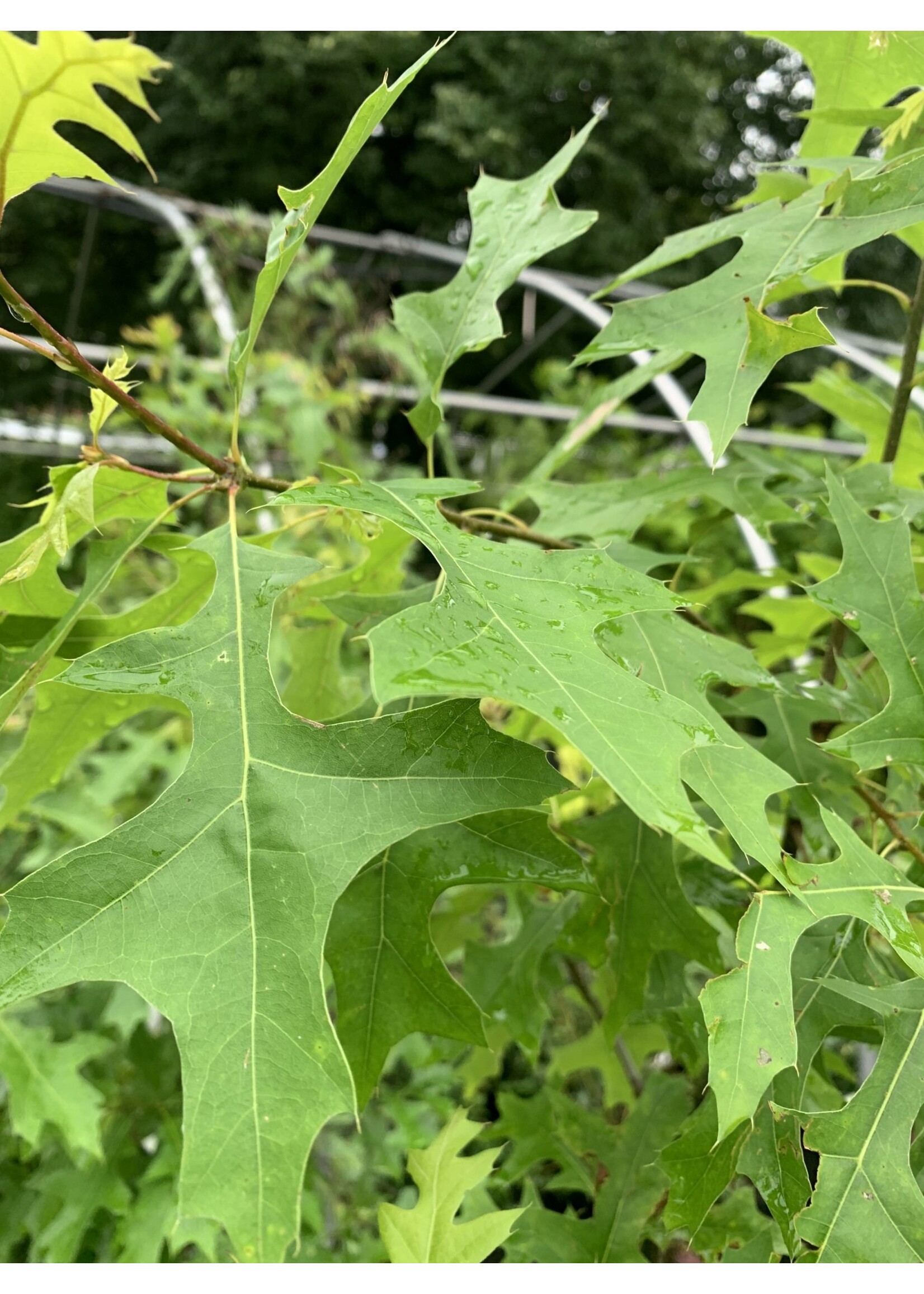 Quercus palustris Oak, Pin, #7