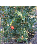 Ilex x aquipernyi Meschick Holly, Dragon Lady, #7