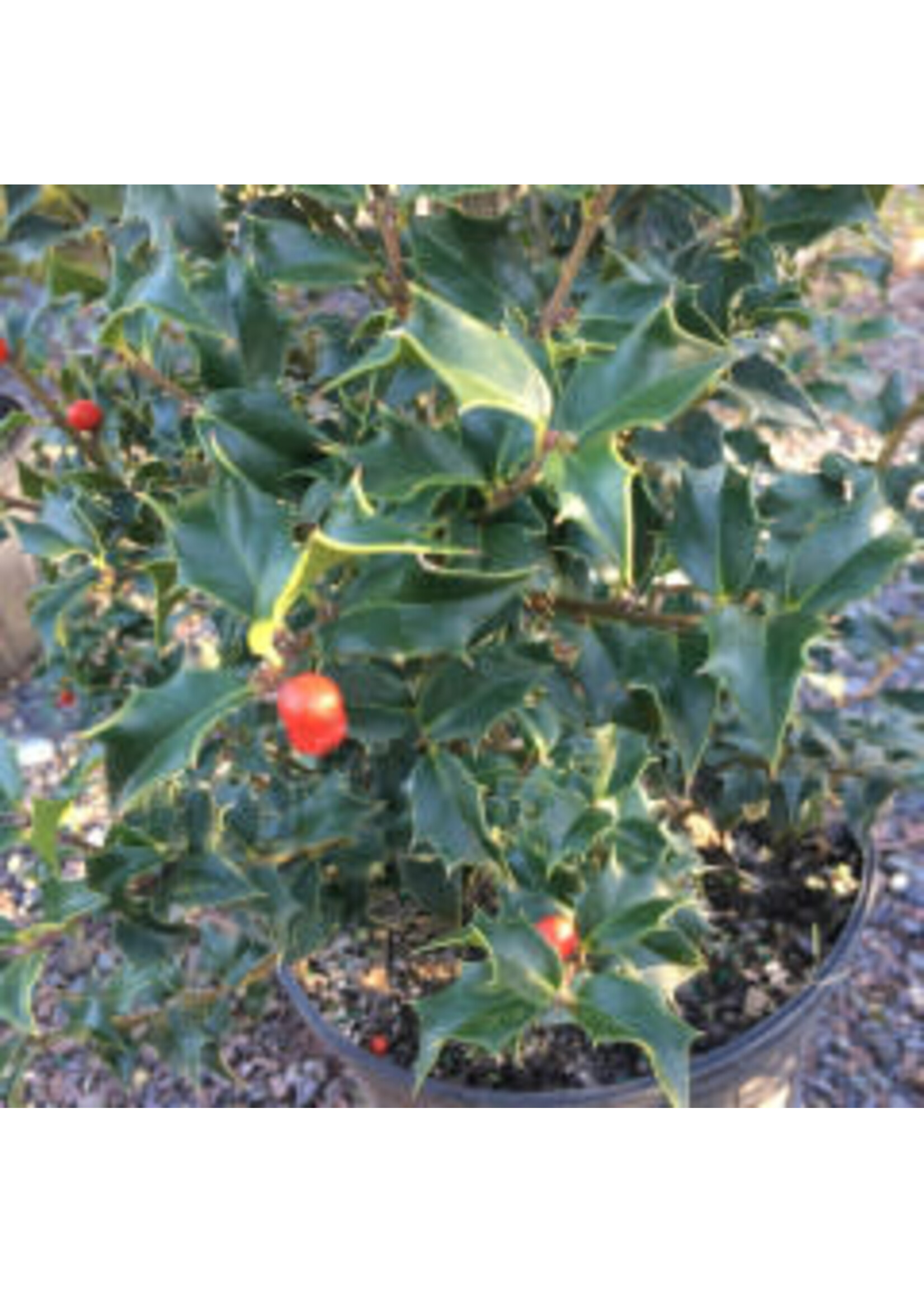 Ilex x aquipernyi Meschick Holly, Dragon Lady, #7