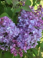 Syringa x hyacin. Scentara Lilac,  #3