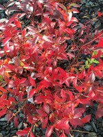 Vaccinium angustifolium, Lowbush Blueberry #3