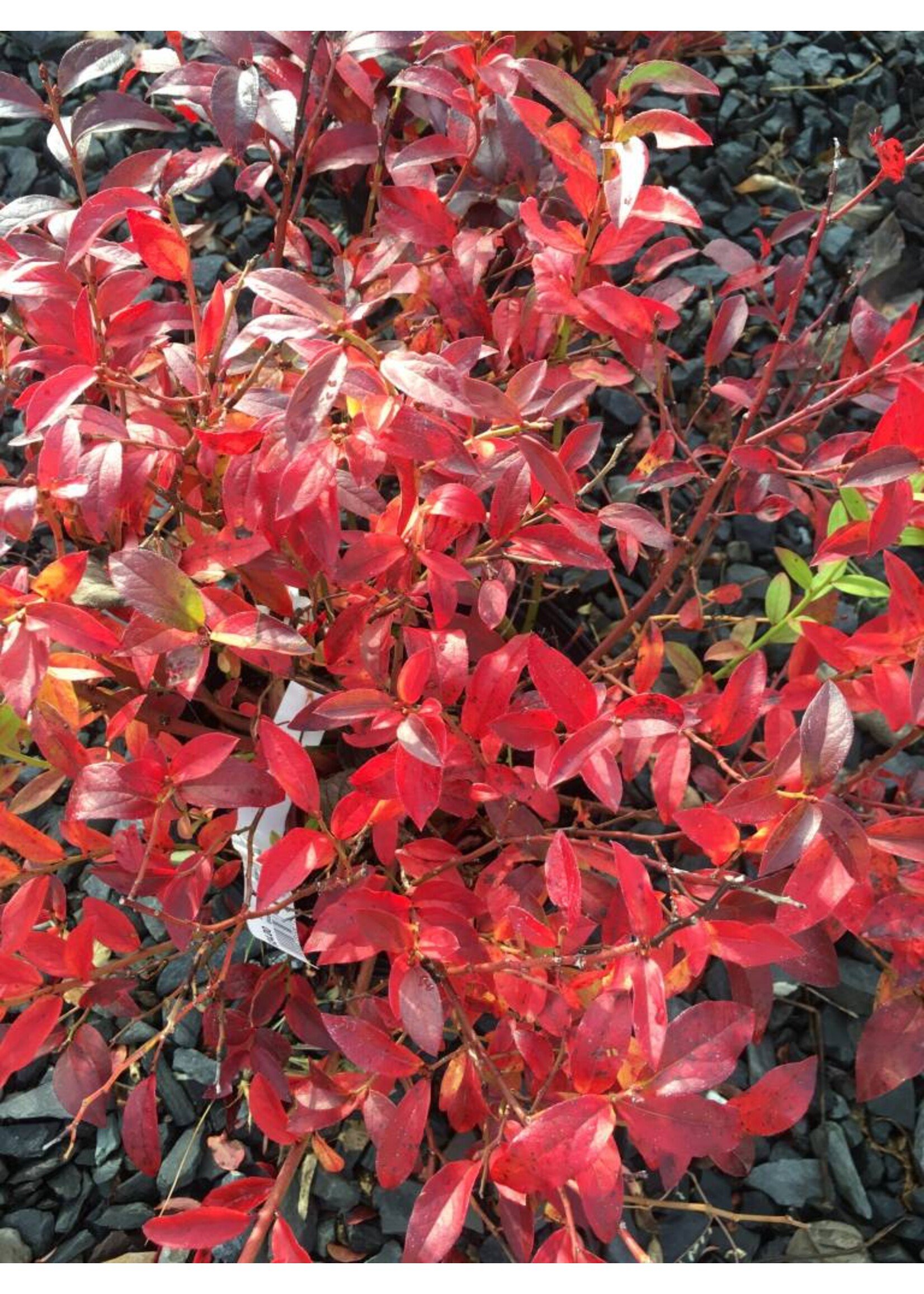 Vaccinium angustifolium, Lowbush Blueberry #3