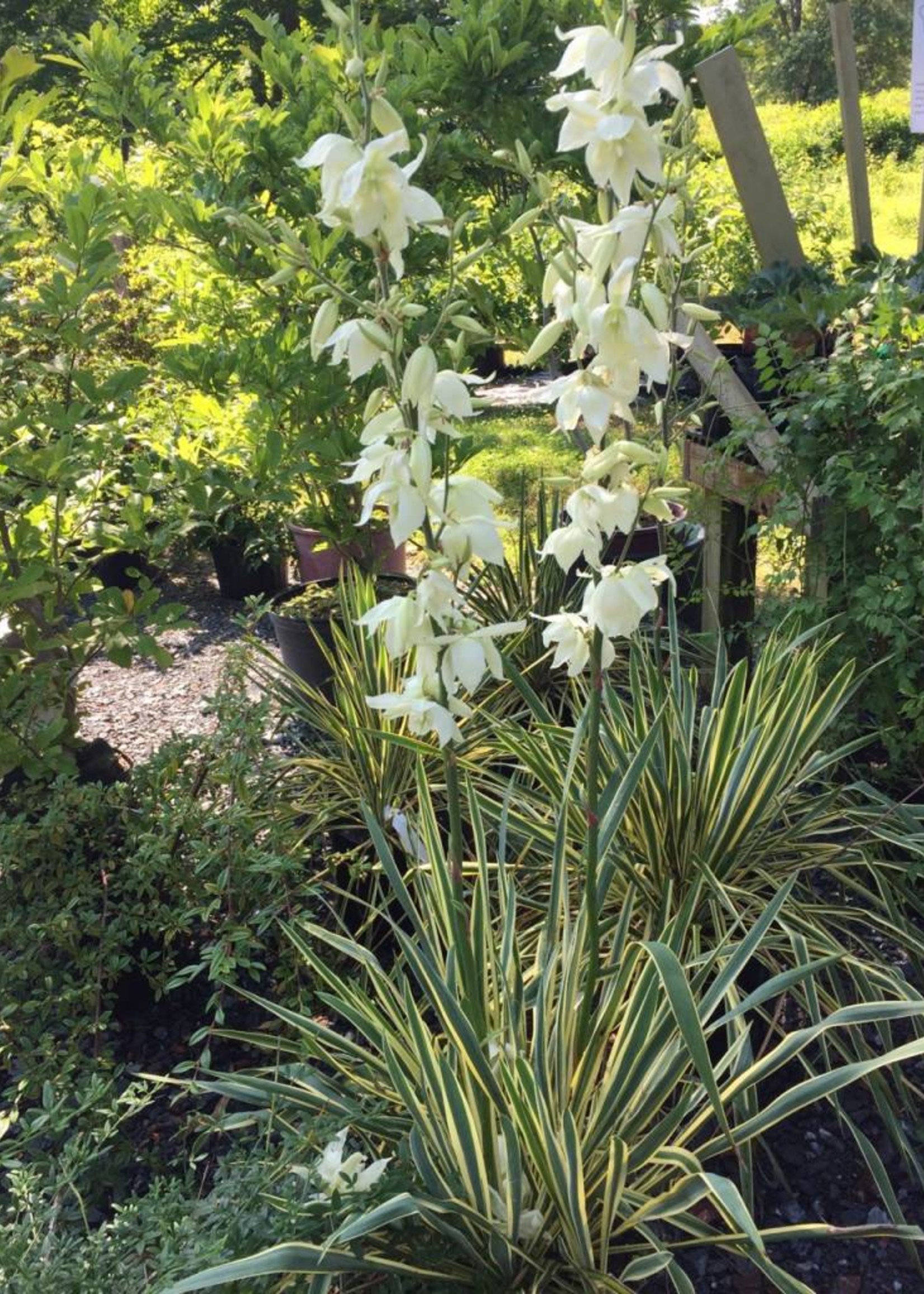 Yucca filamentosa Color Guard Adam's Needle, Color Guard, #3