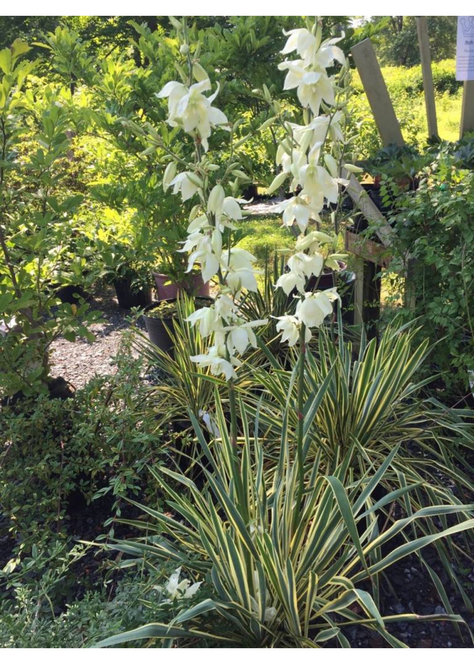 Yucca filamentosa Color Guard Adam's Needle, Color Guard, #3