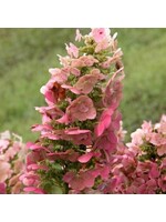 Hydrangea querc. Ruby Slippers Hydrangea - Oakleaf, Ruby Slippers, #3