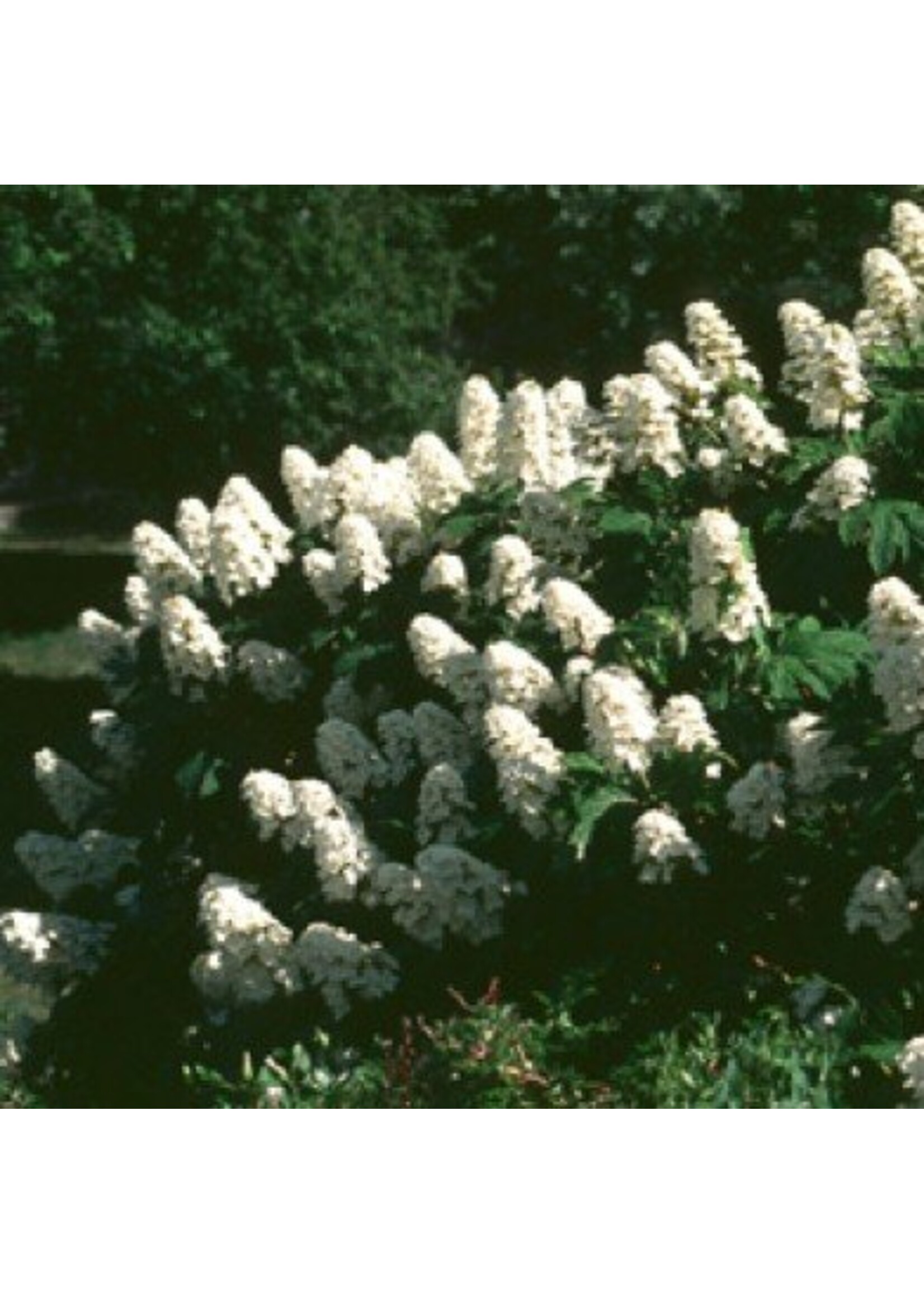 Hydrangea querc. Snow Queen Hydrangea - Oakleaf, Snow Queen, #3