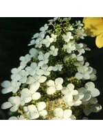 Hydrangea querc. Pee Wee Hydrangea - Oakleaf, Pee Wee, #3