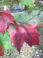 Acer rubrum Franksred Maple - Red, Red Sunset, #15