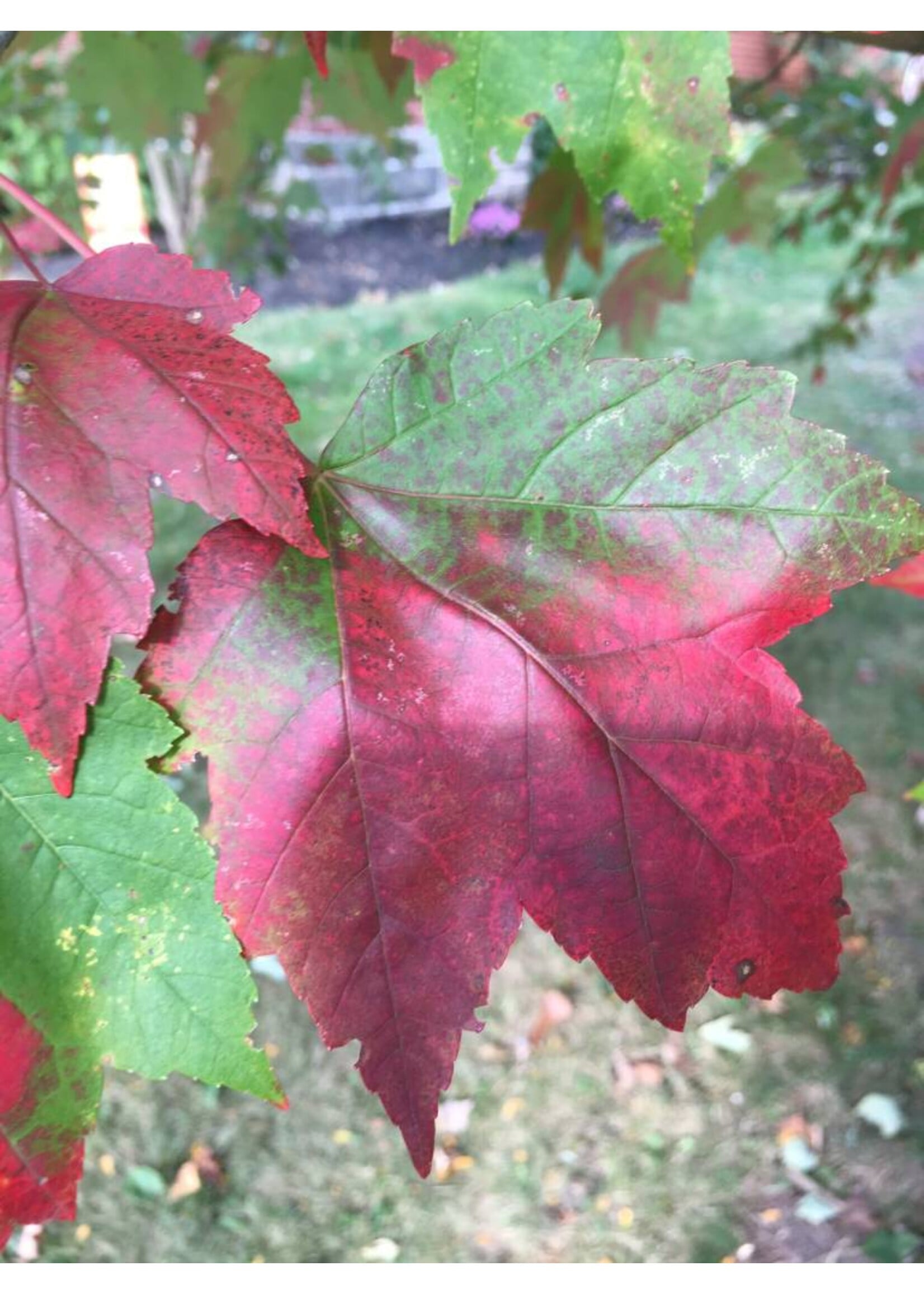 Acer rubrum Franksred Maple - Red, Red Sunset, #15