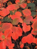 Nativar Shrub Aronia mel. Autumn Magic Chokeberry, Autumn Magic, #3