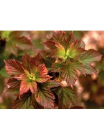Rain Garden Viburnum trilobum Viburnum - American Cranberry Bush, #3