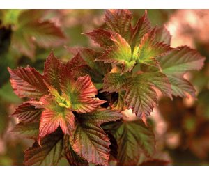 Viburnum trilobum Viburnum American Cranberry Bush, #3