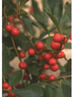 Ilex vert. Red Sprite Holly - Winterberry, Red Sprite, #3
