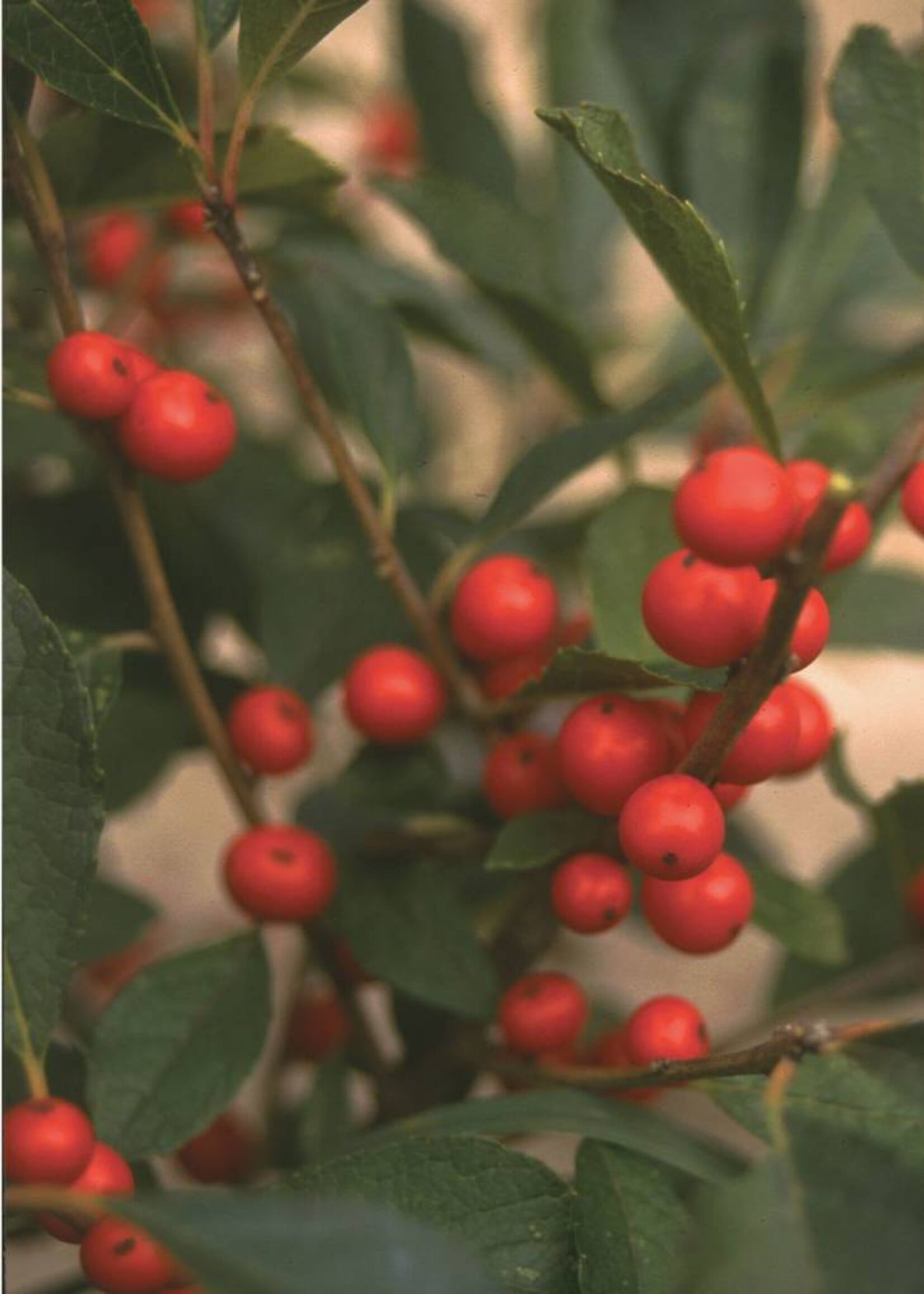 Ilex vert. Red Sprite Holly - Winterberry, Red Sprite, #3