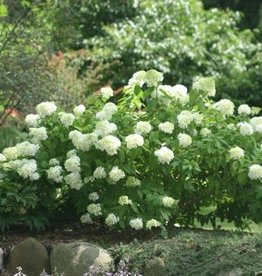 Hydrangea Paniculata Bobo Ilvobo