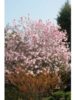 Magnolia x loeb. Leonard Messel Magnolia - Loebner, Leonard Messel, #7