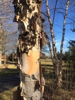 Native Tree Betula nigra Birch - River, #3