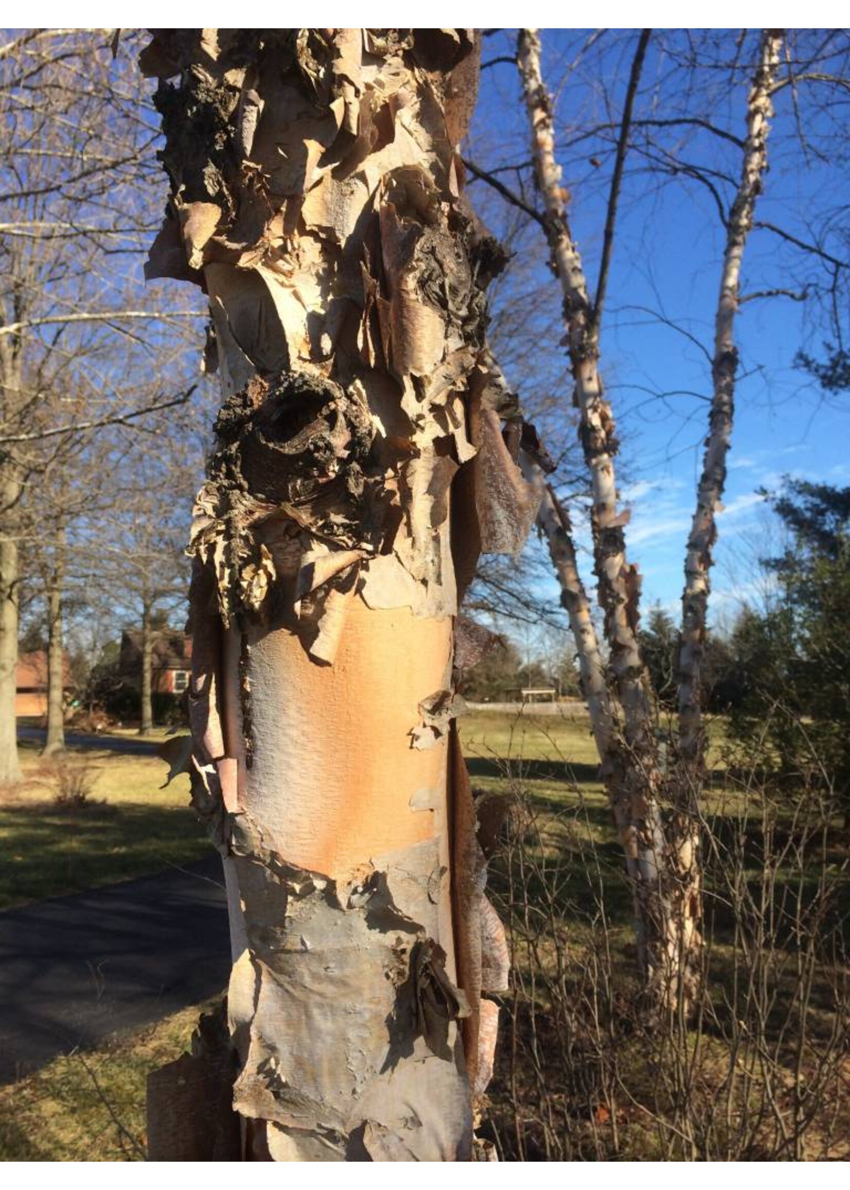 Betula nigra Birch clump- River, #3