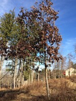 Quercus alba Oak, White, #3