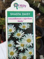 Leucanthemum Alaska, Daisy - Shasta #1