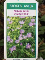 Stokesia laevis Peachie's PIck Stoke's Aster, Peachie's Pick, #1 container