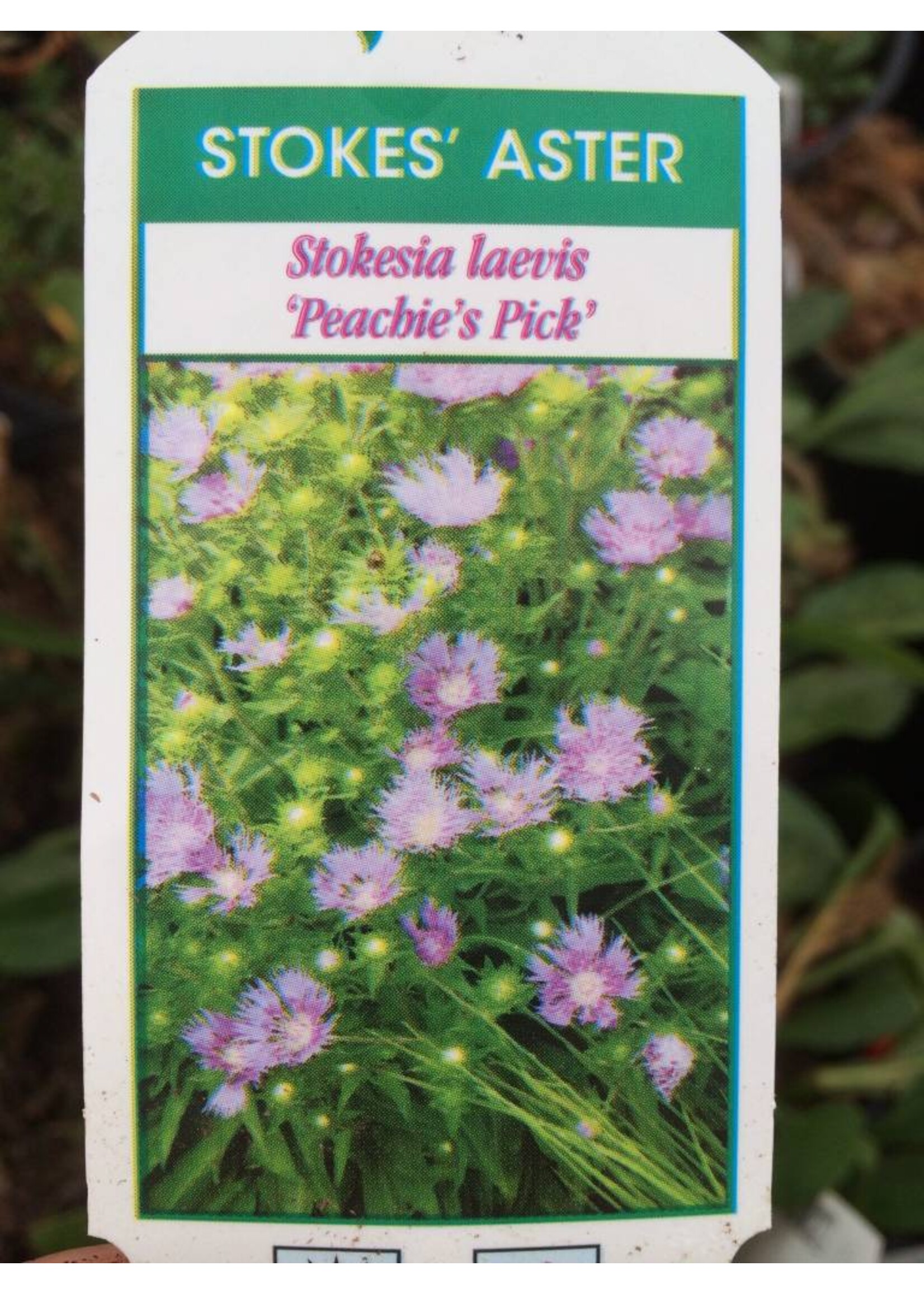 Stokesia laevis Peachie's PIck Stoke's Aster, Peachie's Pick, #1 container