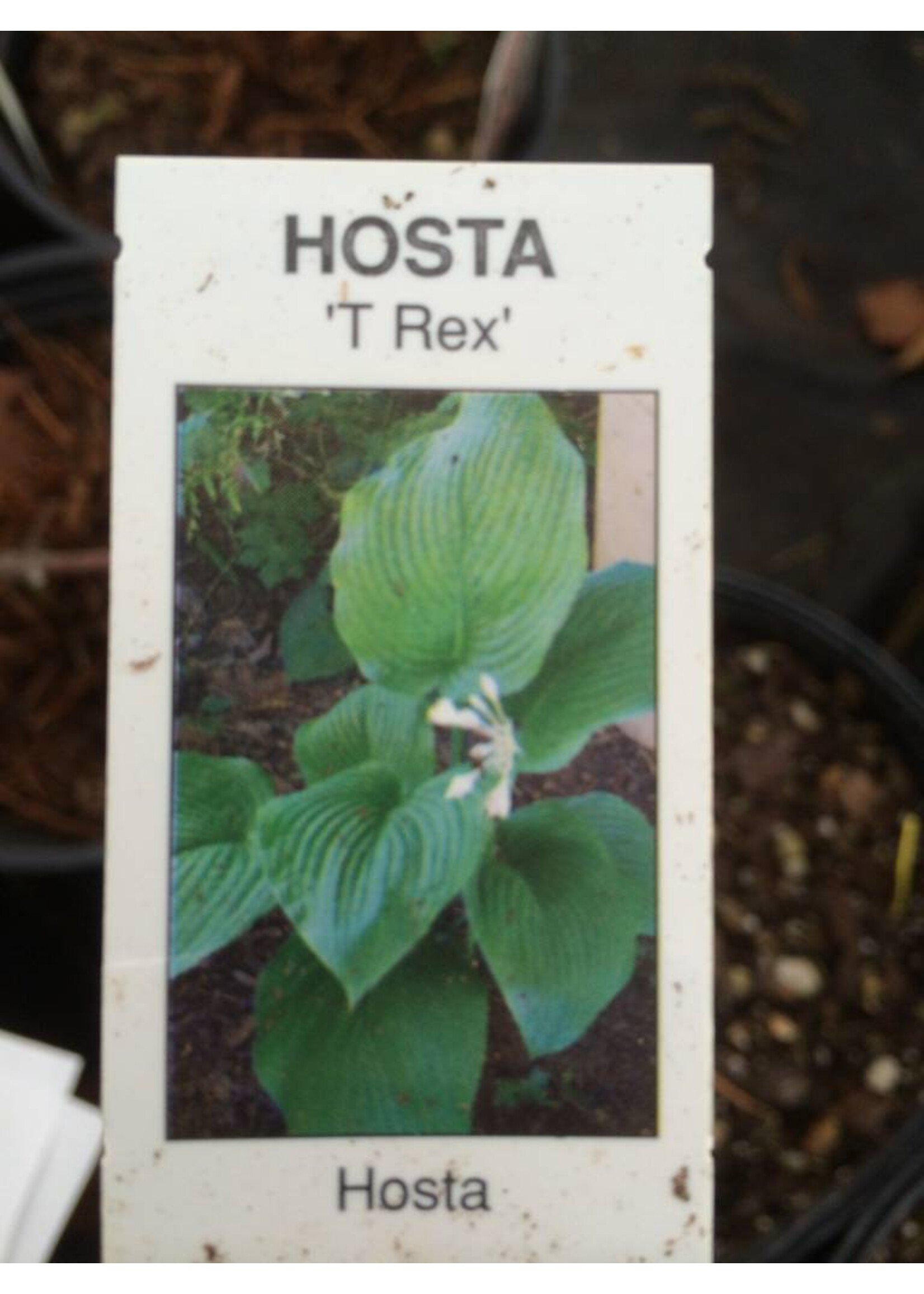 Hosta T Rex Plantain Lily, T Rex, #1