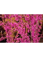 Cercis can. Ace of Hearts Redbud - Eastern, Ace of Hearts, #7