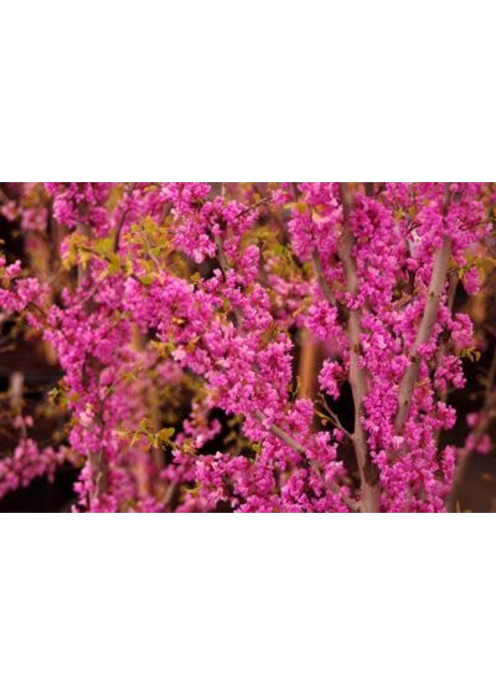 Cercis can. Ace of Hearts Redbud - Eastern, Ace of Hearts, #7