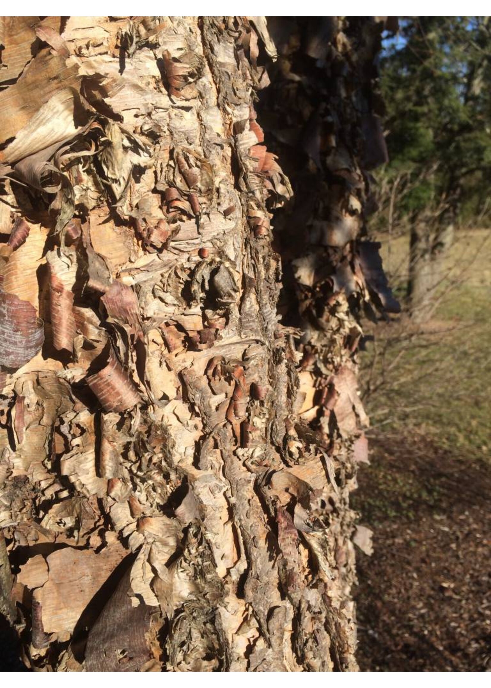 Betula nigra Birch clump- River, #3