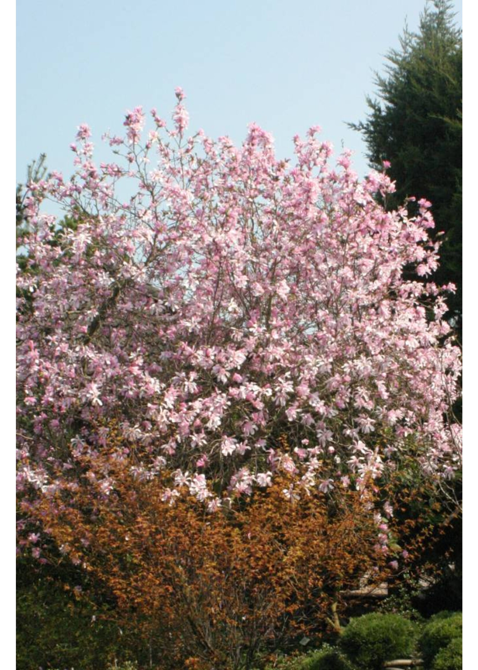Magnolia x loeb. Leonard Messel Magnolia - Loebner, Leonard Messel, #3