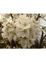 Prunus x yedoensis Cherry - Yoshino, #15