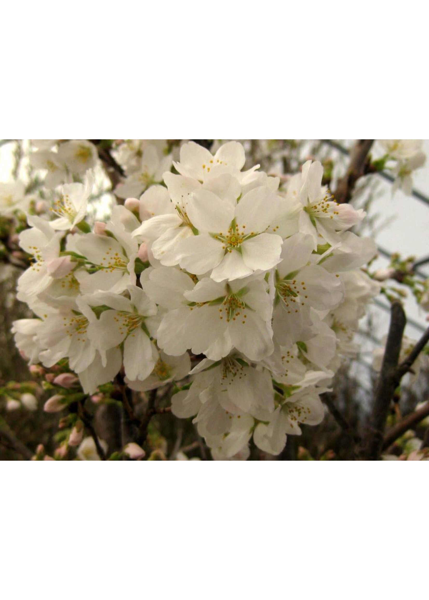 Prunus x yedoensis Cherry - Yoshino, #15
