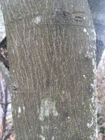 Amelanchier x gran. Autumn Bri. Serviceberry - Apple, Autumn Brilliance, #7