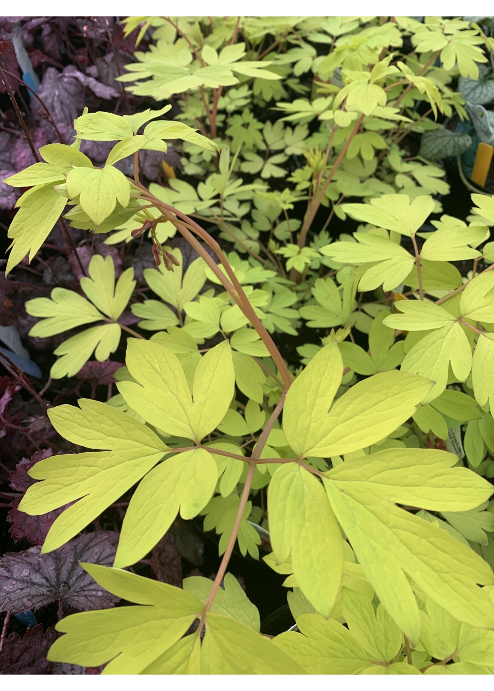DICENTRA GOLD HEART, Gold Bleeding heart #1