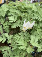 Spring Ephemerals Dicentra cucullaria Dutchman's Breeches, Qt