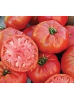 Tomato, Mortgage Lifter - Vegetable, 4.5" pot