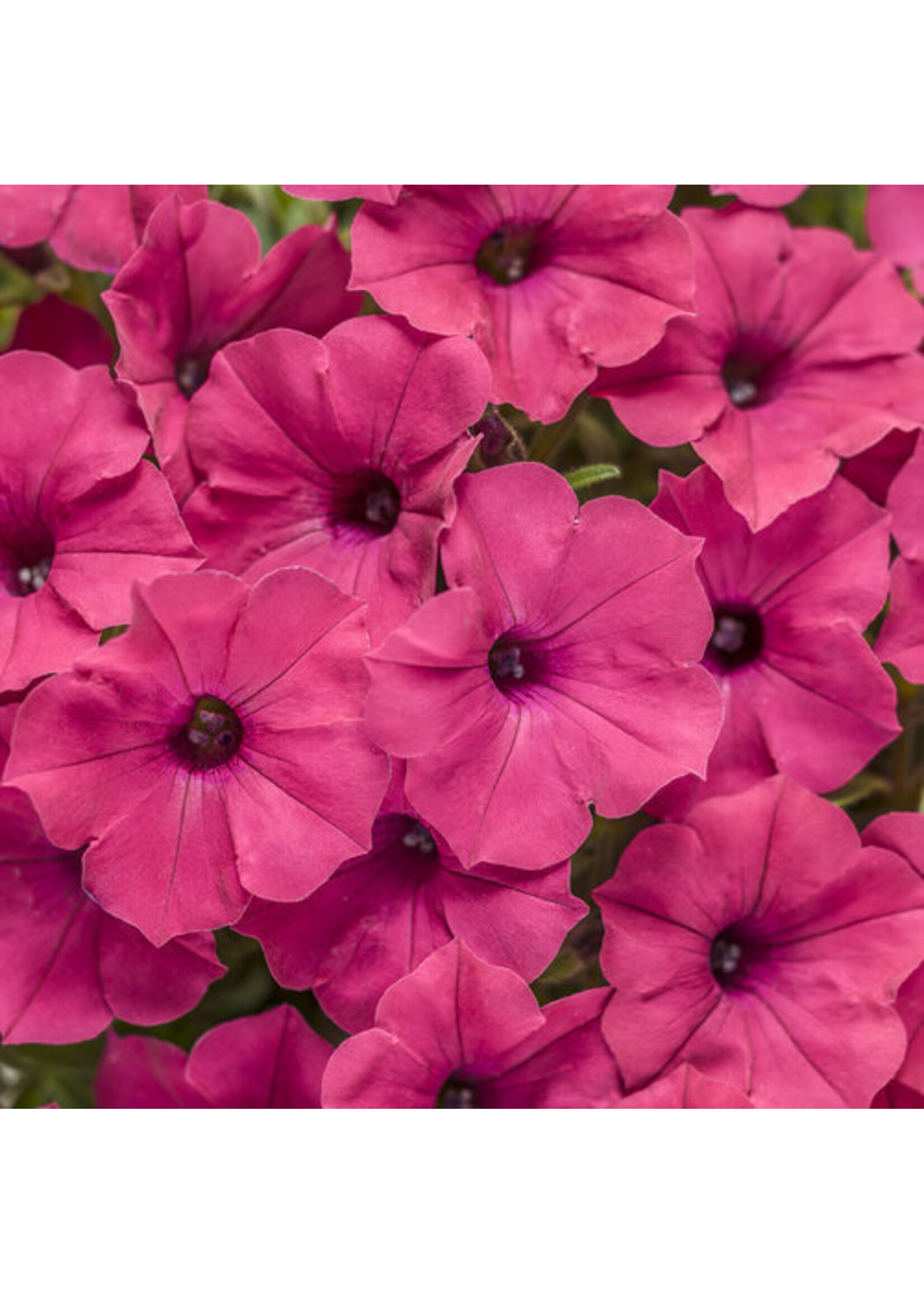 Petunias, Proven Winners