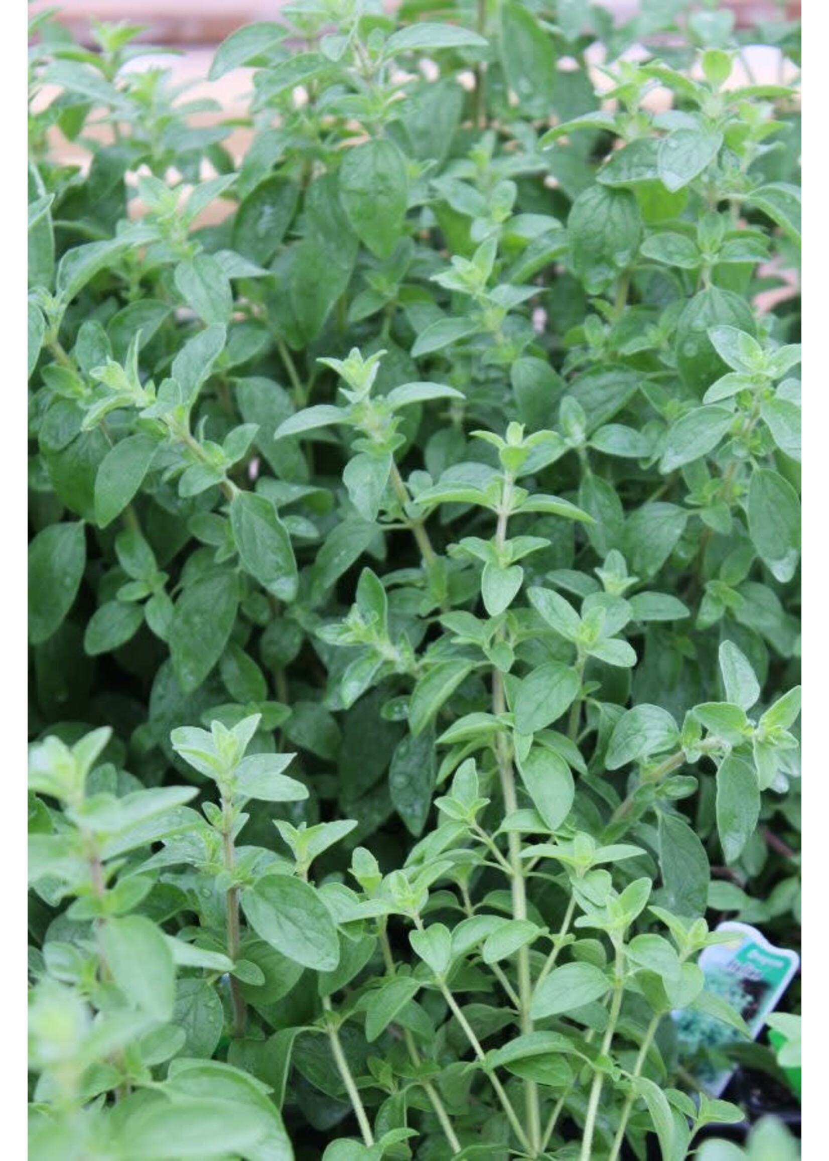 Oregano, Italian 4" pot