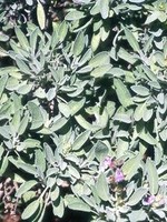 Sage, Grey, herb, 4" pot