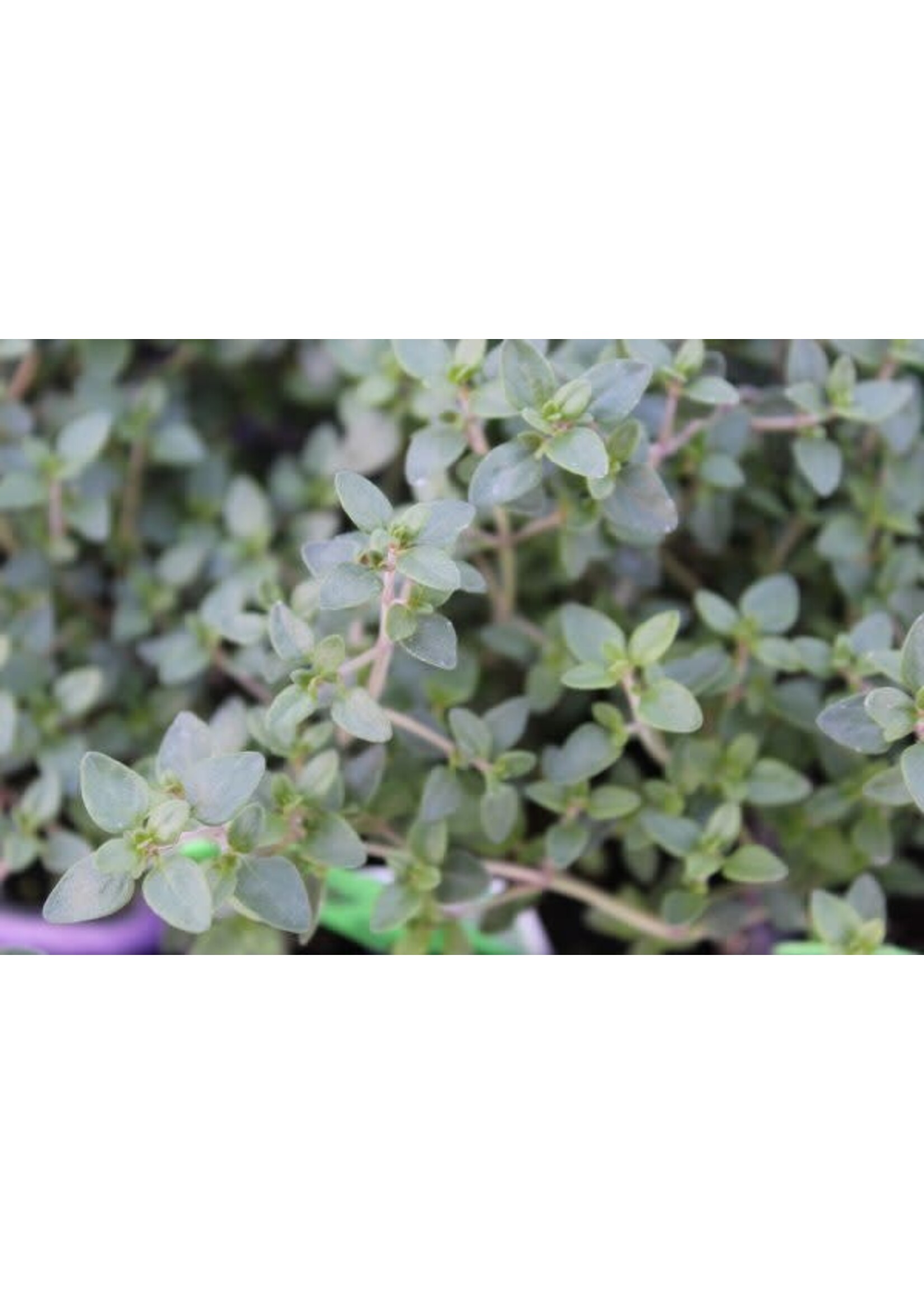 Thyme 4" pot