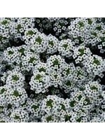 Alyssum, Lobularia assorted, 4.5" pot